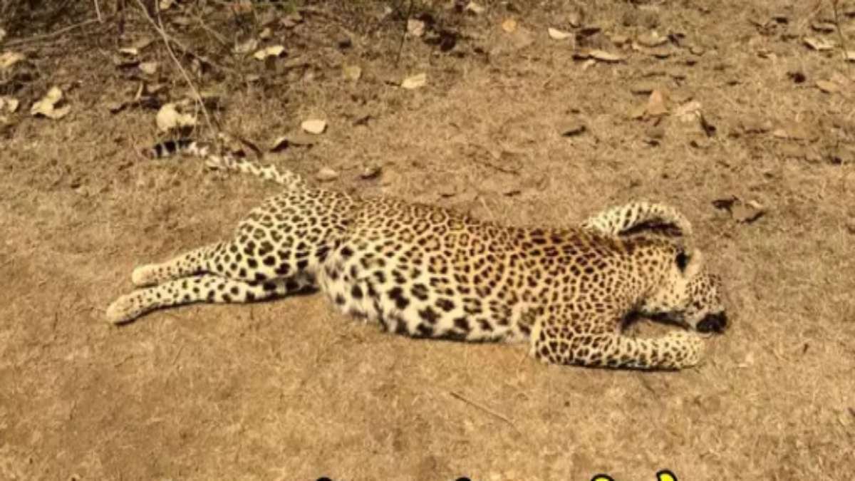 बांधवगढ़ टाइगर रिजर्व में मादा तेंदुआ की मौत, बाघ से संघर्ष की आशंका