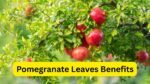 अनार के पत्ते हैं औषधीय खजाना, डायबिटीज और दिल की सेहत में देता है अद्भुत फायदा