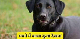 सपने में कुत्ता देखना शुभ या अशुभ? जानिए काला और भूरा कुत्ता दिखने का वास्तविक अर्थ सपने में काला कुत्ता देखना