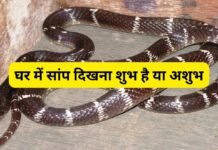 घर में अचानक इन 4 रंगों के सांप का दिखना शुभ या अशुभ? इन संकेतों से जानें क्या होने वाला है आपके साथ घर में सांप दिखना