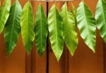 Vastu Shastra: तोरण लगाने से खुलते हैं सौभाग्य के द्वार, जानें तोरण लगाने के 5 फायदे तोरण लगाने के फायदे