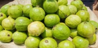 सर्दियों का सुपरफूड अमरूद, अब बनेगा टेस्टी पापड़ रोल—जानें आसान रेसिपी सर्दियों का सुपरफूड अमरूद