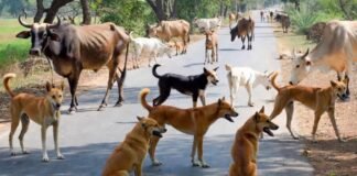 Supreme Court का निर्देश: शैक्षणिक संस्थानों और अस्पतालों में आवारा कुत्तों का प्रवेश रोका जाए, निर्धारित आश्रयों में ले जाने के आदेश आवारा कुत्तों का प्रवेश