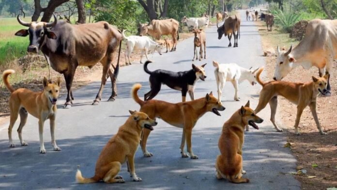 आवारा कुत्तों का प्रवेश