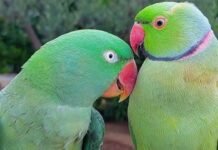 हजारों तोतों की जान पर बन आई, हाईकोर्ट ने पेड़ कटाई पर लगाई रोक, जानें क्या है मामला इंदौर मेट्रो परियोजना