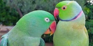 हजारों तोतों की जान पर बन आई, हाईकोर्ट ने पेड़ कटाई पर लगाई रोक, जानें क्या है मामला इंदौर मेट्रो परियोजना