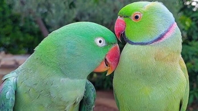 MP Metro Project Parrot News इंदौर मेट्रो परियोजना