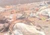 गौ रक्षा के दावों के बीच जैसलमेर में मिलीं 500 से ज्यादा मृत गायें, सड़ी हालत में मिलीं लाशें जैसलमेर में गाय की लाशें
