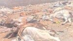 गौ रक्षा के दावों के बीच जैसलमेर में मिलीं 500 से ज्यादा मृत गायें, सड़ी हालत में मिलीं लाशें