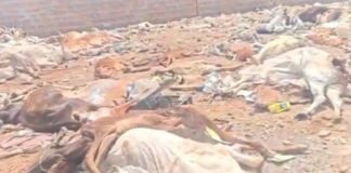 गौ रक्षा के दावों के बीच जैसलमेर में मिलीं 500 से ज्यादा मृत गायें, सड़ी हालत में मिलीं लाशें जैसलमेर में गाय की लाशें