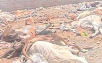 गौ रक्षा के दावों के बीच जैसलमेर में मिलीं 500 से ज्यादा मृत गायें, सड़ी हालत में मिलीं लाशें जैसलमेर में गाय की लाशें