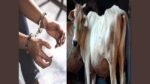 Indore News: गोहत्या और गोमांस कारोबार के आरोपियों पर NSA, जिला प्रशासन की बड़ी कार्रवाई