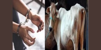 Indore News: गोहत्या और गोमांस कारोबार के आरोपियों पर NSA, जिला प्रशासन की बड़ी कार्रवाई Indore News