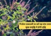 Nirjala Ekadashi 2026: निर्जला एकादशी पर तुलसी के ये 5 उपाय से मिलती है मां लक्ष्मी की कृपा Nirjala Ekadashi Tulsi Upay