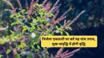 Nirjala Ekadashi 2026: निर्जला एकादशी पर तुलसी के ये 5 उपाय से मिलती है मां लक्ष्मी की कृपा